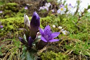 12 Gentiana anisodontaramosa